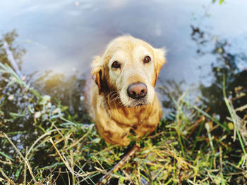 Close-up portrait of a dog on field