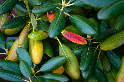 Close-up of green chili peppers plant