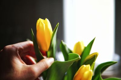 Close-up of hand holding yellow tulip