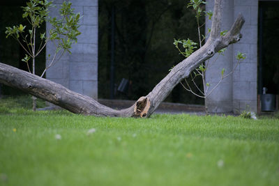 View of lizard on tree trunk