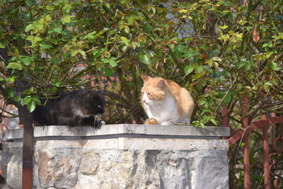 View of two cats against plants