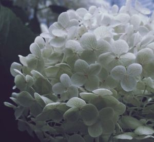 Close-up of white flowers