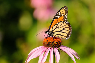 Close-up of butterfly pollinating on purple flower