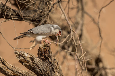 Close-up of bird perching on branch