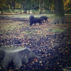 Dog on grassy field