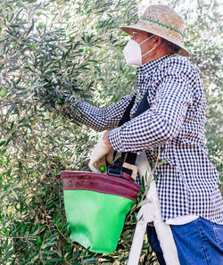 From below side view of mature man standing on stepladder in gloves and mask picking ripe olives while harvesting in farm