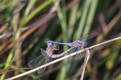 Close-up of dragonfly on plant