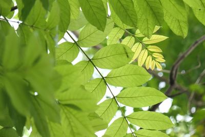 Close-up of leaves on tree