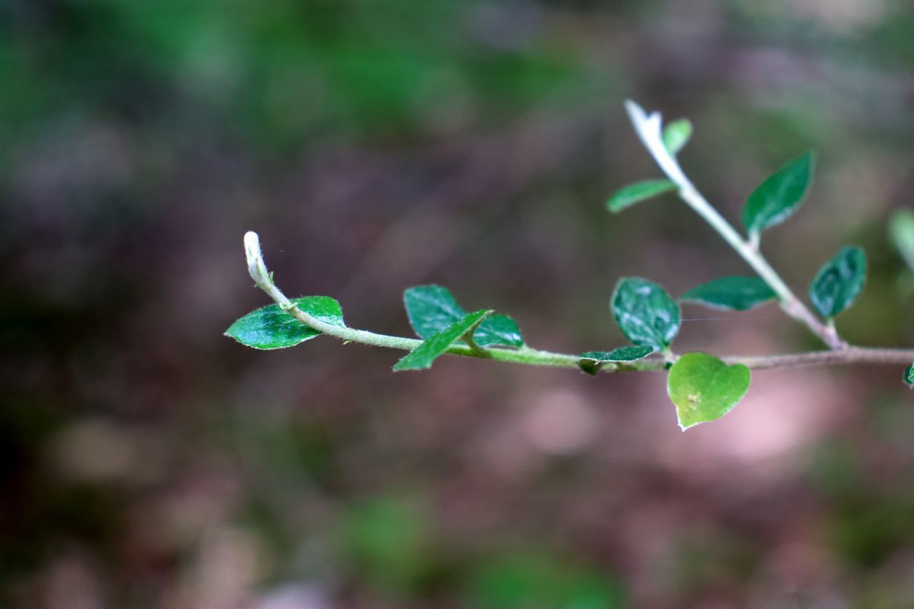 CLOSE-UP OF BERRIES