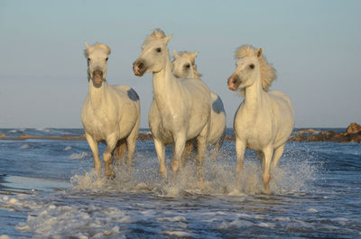 Flock of horses in the sea