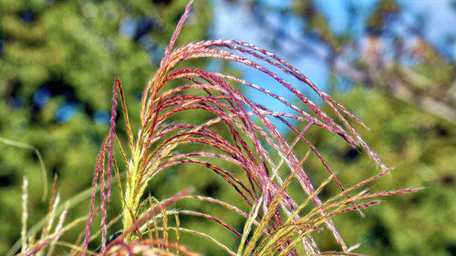 Close-up of stalks in field