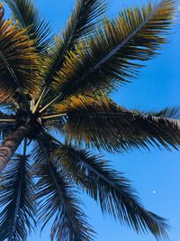 Low angle view of palm tree against blue sky