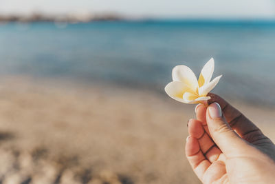 Close-up of hand holding white rose against sea