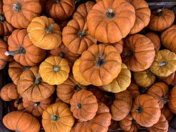 Full frame shot of pumpkins during autumn