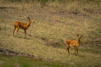 Deer standing on field