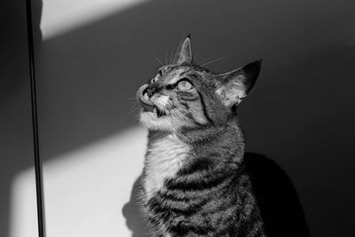 Close-up of a cat looking away at home