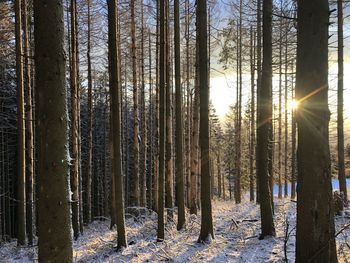 Sunlight streaming through trees in forest during winter