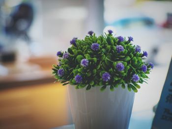 Close-up of flower pot on table