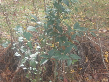 Close-up of fresh green plants