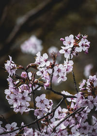 Close-up of cherry blossoms on tree