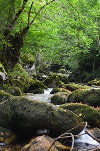 Stream flowing through rocks in forest