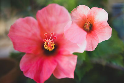 Close-up of pink flower