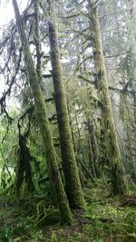 Low angle view of pine trees in forest