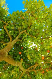 Low angle view of fruits growing on tree