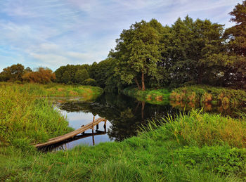 Creek. sunny september day. autumn landscape evening sunlight. summer background forest riverbank