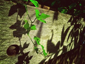 Close-up of ivy growing on plant