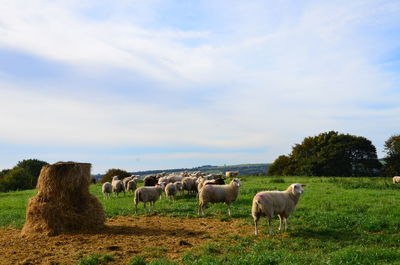 Sheep in a field