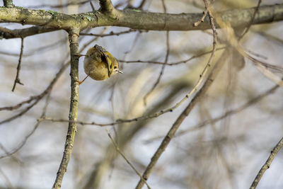 A close-up of a goldcrest perched on a vertical branch.