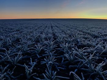 Scenic view of field against sky during sunset