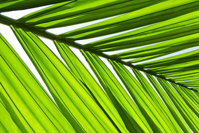 Close-up of palm tree