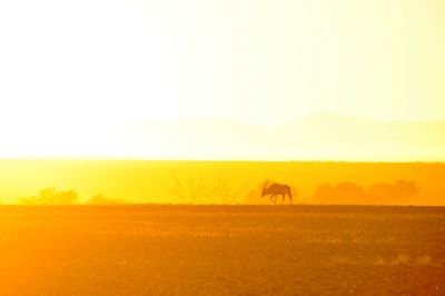 View of horse on field against sky