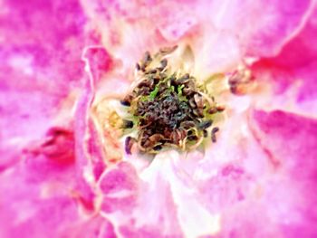 Macro shot of pink flower