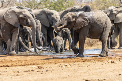 Elephants drinking water