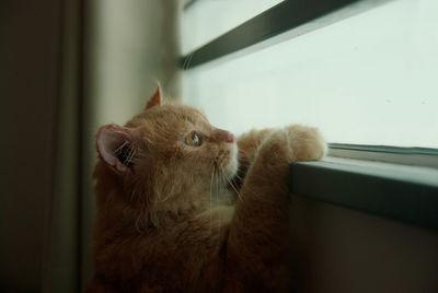 Close-up of ginger cat