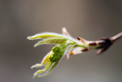 Close-up of flower buds growing outdoors