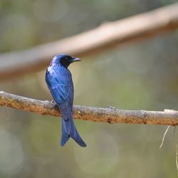 Close-up of bird perching on branch