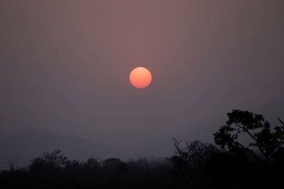 Silhouette trees against sky at night