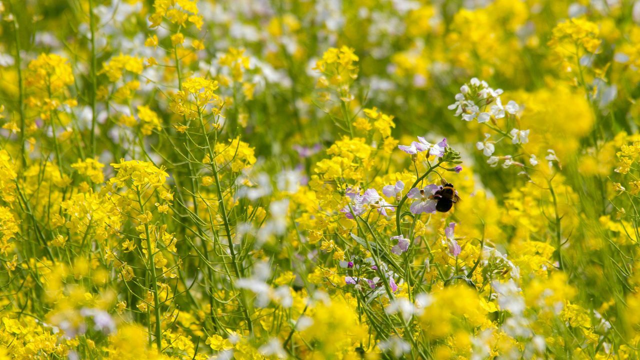 flower, yellow, animal themes, one animal, animals in the wild, wildlife, insect, freshness, growth, beauty in nature, fragility, nature, petal, pollination, plant, bee, field, blooming, focus on foreground, flower head