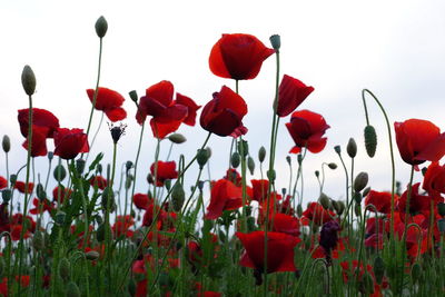 Close-up of poppies blooming on field against clear sky