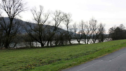 Bare trees on landscape against sky