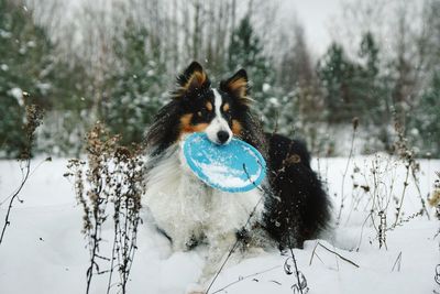 Dog on snow covered field