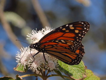 Close-up of butterfly on plant