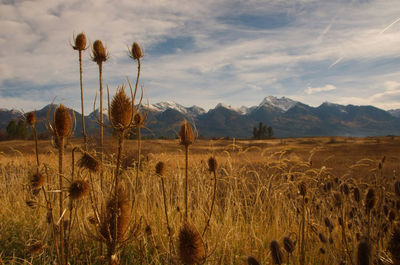 Plants growing on field against sky