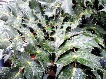 Close-up of wet leaves