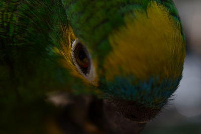 Close-up of eagle