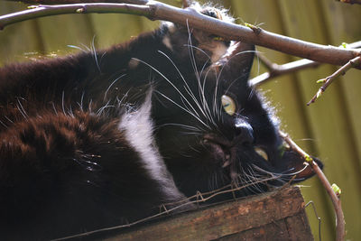 Close-up of black cat lying on old table